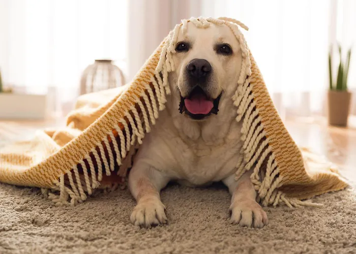 Hotel cerca del colegio: Apartamentos Las Vegas 3000